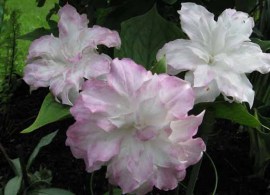 unnamed (1)957